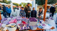 Prve istrske lučke že gorijo: Piran je letos "prehitel" Koper (GALERIJA)
