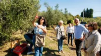 (GALERIJA) Začenja se oljkarska sezona