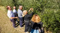 (GALERIJA) Začenja se oljkarska sezona