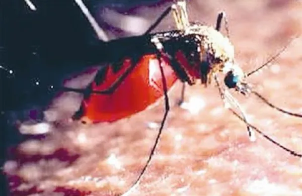 Vročina prija insektom