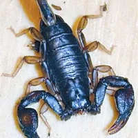 Vročina prija insektom