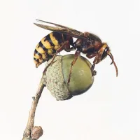Vročina prija insektom