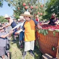 Čeprav je letos vreme oklestilo letino češenj, na prazniku seveda niso manjkale