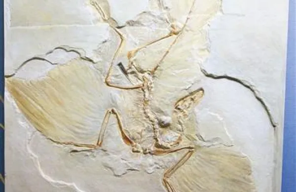 Med najbolj znamenite fosile sodi 147 milijonov let star arheopteriks, najstarejša poznana ptica na svetu, nekakšen vezni člen med dinozavri in pticami.