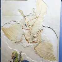 Med najbolj znamenite fosile sodi 147 milijonov let star arheopteriks, najstarejša poznana ptica na svetu, nekakšen vezni člen med dinozavri in pticami.