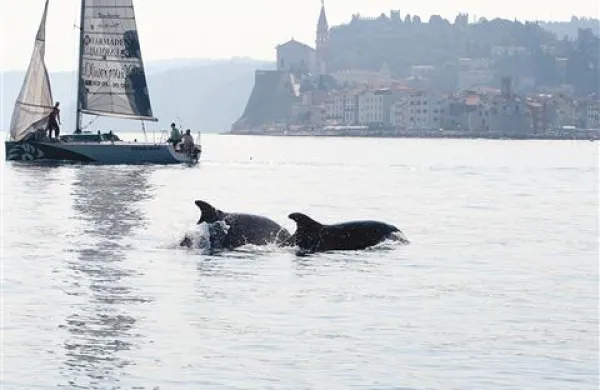 Delfinom se moramo približati počasi 