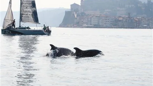 Delfinom se moramo približati počasi 