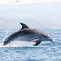 Če delfin zamahne z repom po vodni gladini, to lahko pomeni, da je vznemirjen