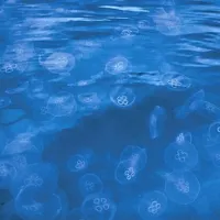 Roji meduz uhatega klobučnjaka so v severnem Jadranu pogosti skoraj vsako pomlad 