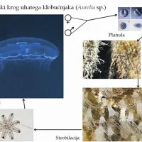 Življenjski krog uhatega klobučnjaka