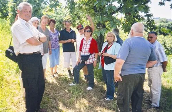 V Gori&scaron;ka Brda  med če&scaron;njami