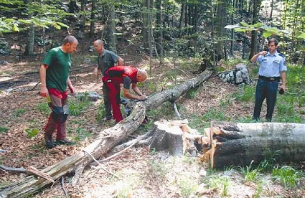 Na Podnanoščana je med podiranjem bukve (desno) padlo suho drevo (levo)