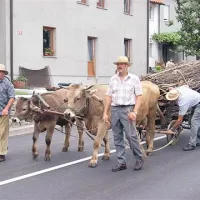 Iz Merč na Krasu so prišli s kravjo vprego, s kakršno so   v Trst tovorili butare