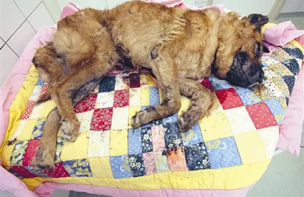 V zadnjem času smo bili priča grozljivemu ravnanju z živalmi, zato je skupina poslancev SD prepričana, da je potrebno spremeniti obstoječo zakonodajo, ki bi živali bolje zaščitila  