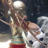 Medijska zvezda prvenstva, hobotnica Paul iz Oberhausna, ulovljena ob obali Sardinije, ki je pravilno napovedala osem zmagovalcev tekem na SP, tudi mali in veliki finale, je za nagrado v akvarij dobila kopijo svetovnega pokala