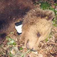 Tako so ovratnico z GPS nadeli medvedki Senožejki 
