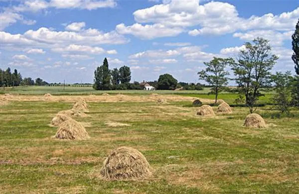 Neznanec je včeraj porezal 200 smrek, neka druga nenavadna oseba pa je ponoči uničevala bale sena. Slika je simbolična.