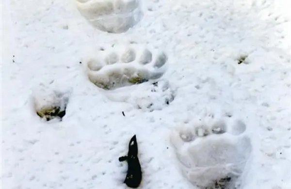 Sled za Rožnikom so izgubili lani junija, njegovega domnevnega krvnika pa so izsledili s pomočjo vlaken odeje, v katero je zavil truplo medveda