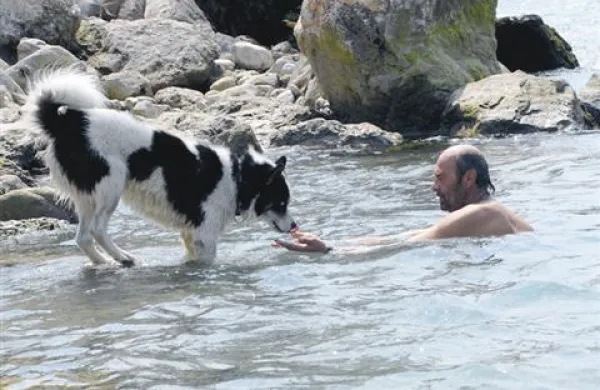 V vročinskem valu je potrebno poskrbeti tudi za zaščito naših štirinožnih prijateljev. Slika je smibolična