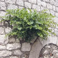 Tako kot živali so se tudi rastline prilagodile mestnemu okolju