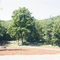 Podjetje Hortikultura Sežana je na Rogičevi parceli, ki se nahaja nad avtocestnim predorom, že  zasadila matični nasad sivke