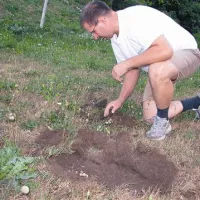 Pod manjšo zaplato travne ruše je Marjan Krapež odkril več kot deset ogrcev 