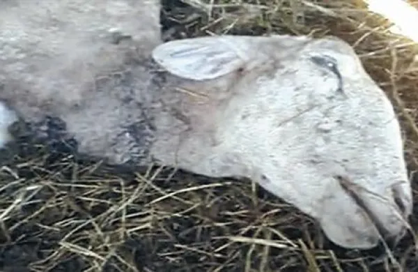 Psa sta pokončala več kot polovico ovčje črede