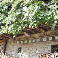 Okna so okrašena s cvetjem, številna pročelja krasi latnik s trto
