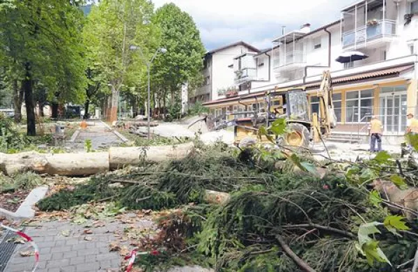 V Tolminu drevesa očitno niso veliko vredna, šest jih je padlo  zaradi enega samega prehoda za pešce