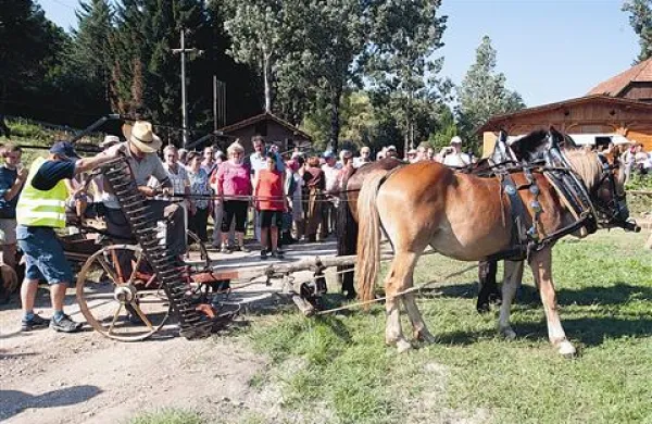 Lani so na prireditvi  predstavili košnjo po starem, letos pa bodo kuhanje žajfe