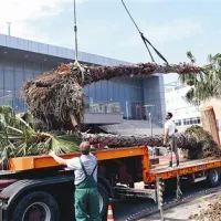 Palme ven, nato pa nazaj noter