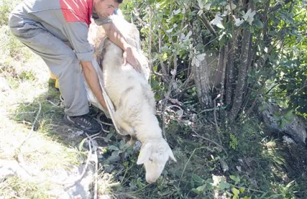 Ena ovca padca ni preživela, šest pa ni bilo poškodovanih