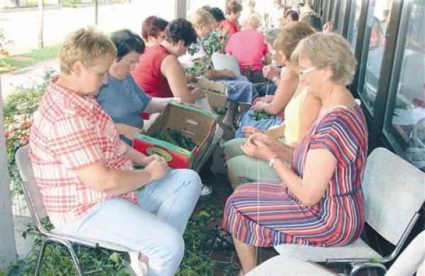 Spletanje bršljanovih venčkov je tradicionalni uvod v pr'farski štrukjlevc