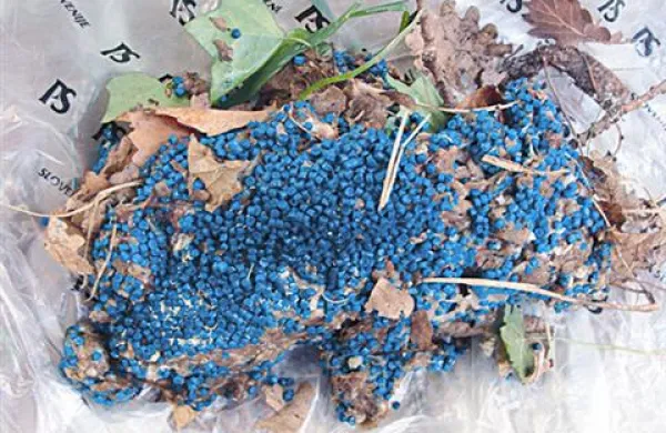 Tolikšna količina strupa zadostuje za pomor več kot ducat psov 