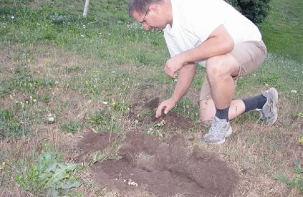 Ličinke majskega hrošča so na Gori uničile okrog 50 hektarjev travnikov