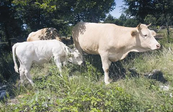Sonaravna paša z govedom prinaša korist za gospodarstvo in naravo