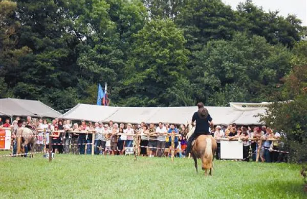 Enajst udeležencev se je na Mali Bukovici pomerilo v spretnostnem jahanju