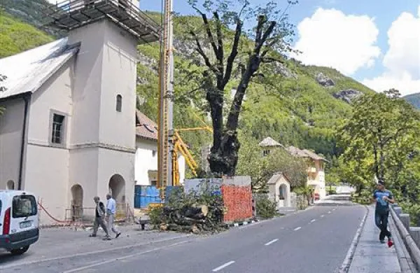 Domačini so se na obsekavanje znamenite lipe odzvali čustveno. Zakaj se je začela sušiti, samo ugibajo. 