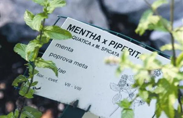 Poprova meta