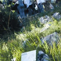 Kot prsti so rastline segale proti soncu