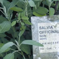 Žajbelj