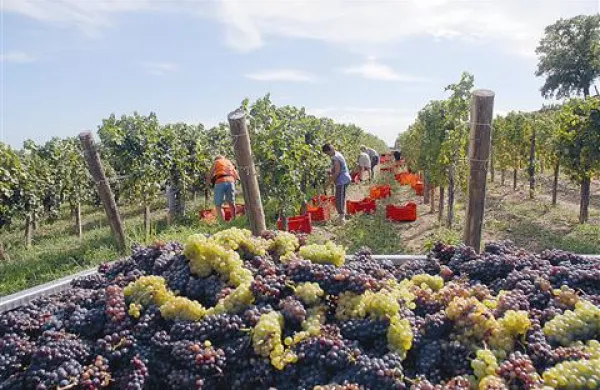 Vinarji napovedujejo, da bodo šli v vinograde po 5. septembru 