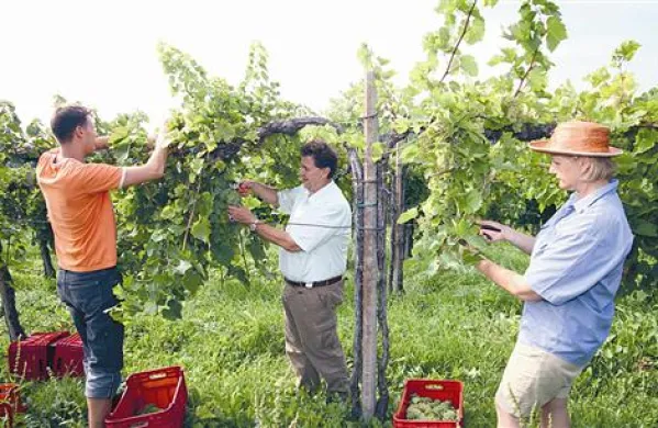 Gašparinovi so s trgatvijo chardonnaya za penino začeli predvčerajšnjim. Z leve: Taras, Boris in Maruška.