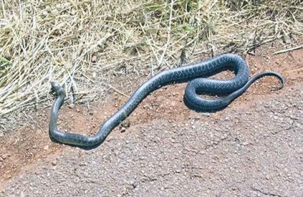 Kače, pomemben del narave