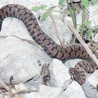 Kače, pomemben del narave