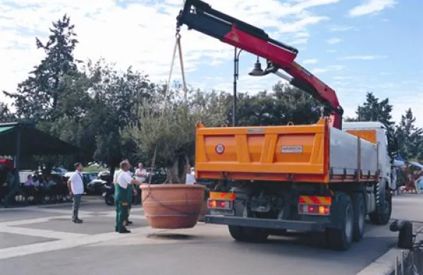 Da oljke ne bodo zastirale pogleda gledalcem, so jih delavci komunale odstranili