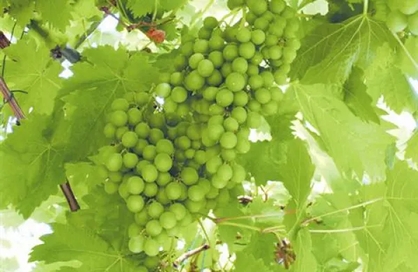 Zlata trsna rumenica se je prvič pojavila leta 2005 v okolici Kopra