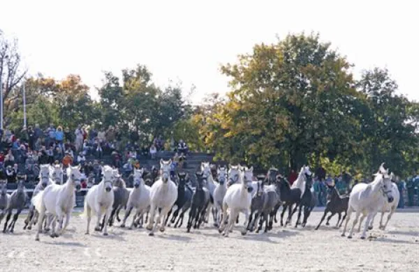 Lipica Turizem ob koncu leta predvidoma brez izgube