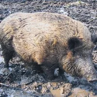 Namesto divjega merjasca ...