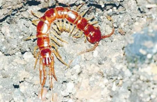 Ena najpogostejših stonog pri nas (Lithobius foricatus)